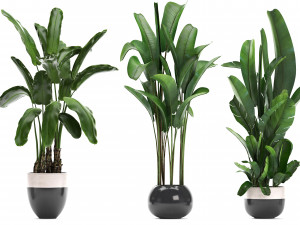 collection exotic plants banana tree 3D 모델
