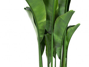 collection exotic plants banana tree 3D 모델