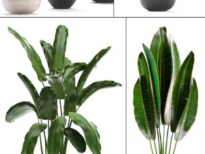 collection exotic plants banana tree 3D Model