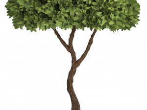 collection of plants for the garden 3D Модель