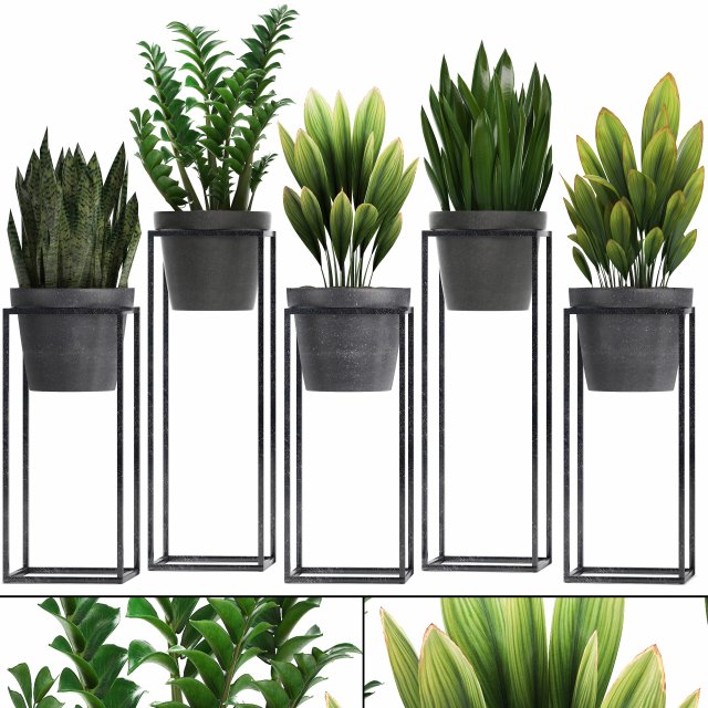 collection exotic plants 3D 模型 .c4d .max .obj .3ds .fbx .stl .blend