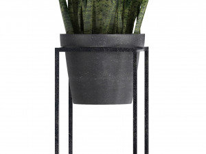 collection exotic plants 3D 模型