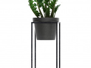 collection exotic plants 3D 模型