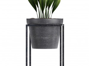 collection exotic plants 3D 模型