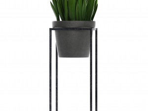 collection exotic plants 3D 模型