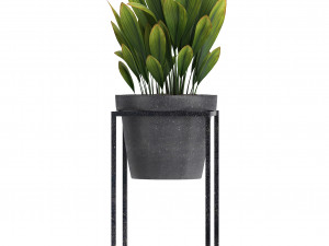 collection exotic plants 3D 模型