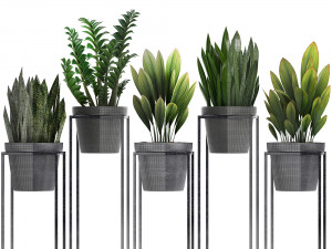 collection exotic plants 3D 模型