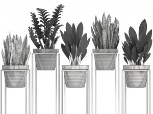collection exotic plants 3D 模型