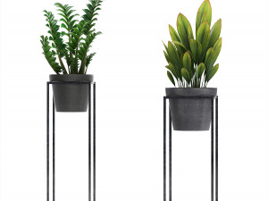 collection exotic plants 3D 模型