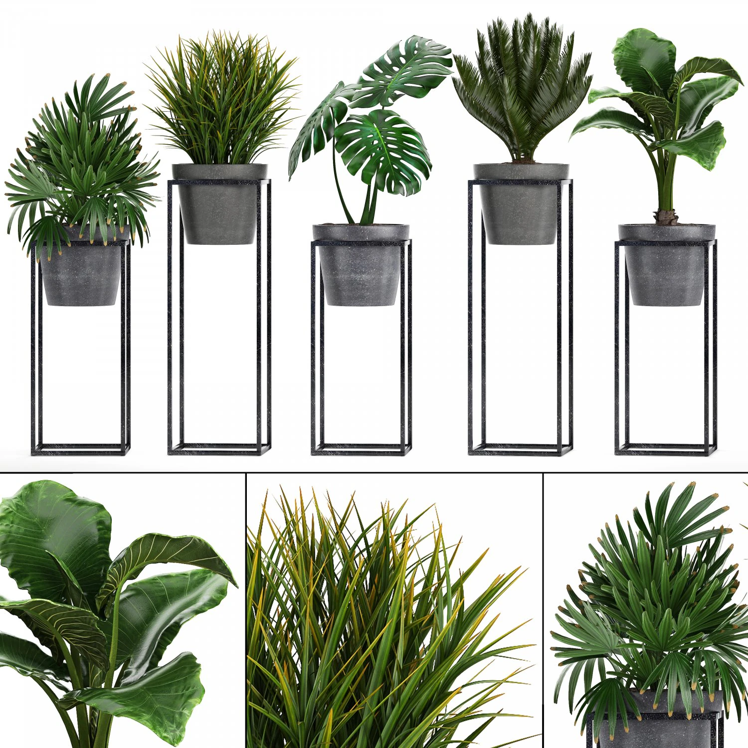 collection exotic plants 3D Model .c4d .max .obj .3ds .fbx .stl .blend 