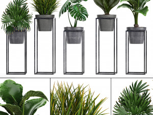 collection exotic plants 3D Model