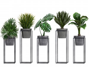 collection exotic plants 3Dモデル