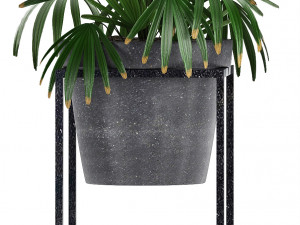collection exotic plants 3Dモデル