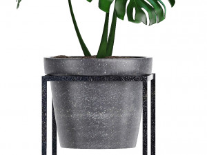 collection exotic plants 3Dモデル