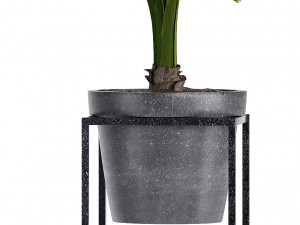 collection exotic plants 3Dモデル