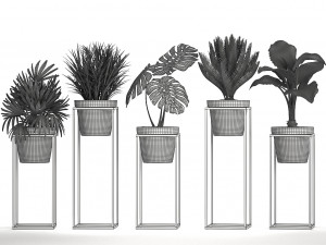 collection exotic plants 3Dモデル