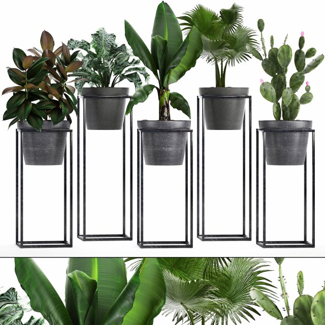 collection exotic plants 3Dモデル .c4d .max .obj .3ds .fbx .stl .blend 