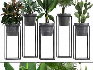 collection exotic plants 3D Model
