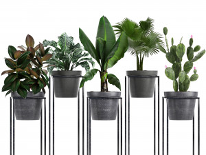 collection exotic plants 3Dモデル