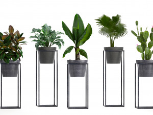 collection exotic plants 3Dモデル