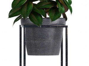 collection exotic plants 3Dモデル