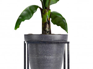 collection exotic plants 3Dモデル