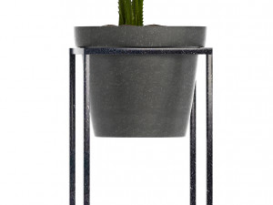 collection exotic plants 3Dモデル