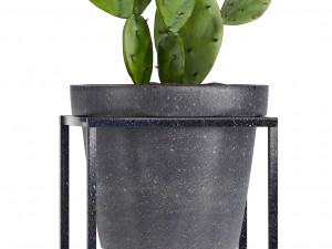 collection exotic plants 3Dモデル