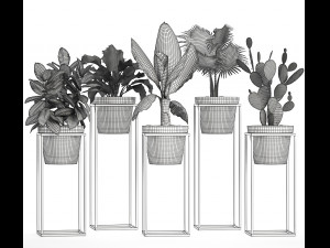 collection exotic plants 3Dモデル