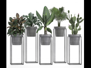 collection exotic plants 3Dモデル