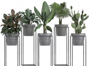 collection exotic plants 3Dモデル