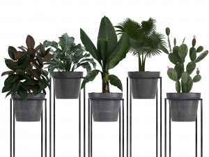 collection exotic plants 3Dモデル