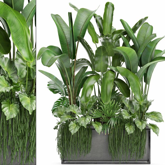 collection exotic plants Modelo 3D .c4d .max .obj .3ds .fbx .stl .blend 