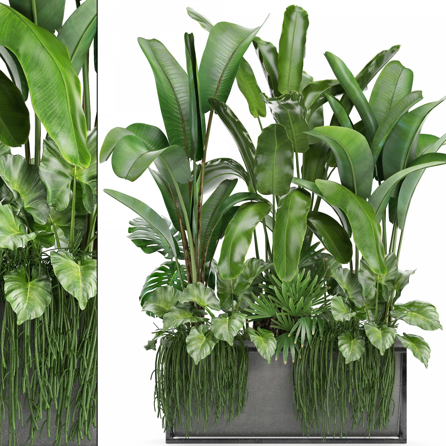 collection exotic plants 3D Model .c4d .max .obj .3ds .fbx .stl .blend