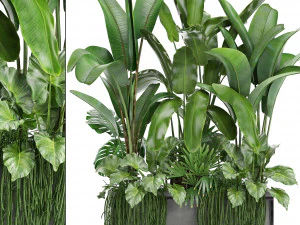 коллекция экзотических растений 3D Модель