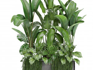 collection exotic plants 3D Model