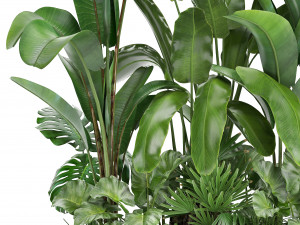 collection exotic plants Modelo 3D