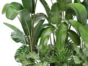 collection exotic plants 3D Model