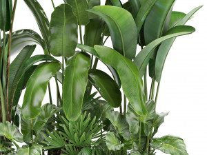 collection exotic plants Modelo 3D