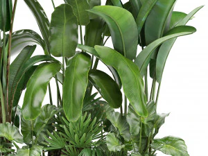 collection exotic plants 3D Model