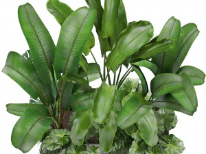 collection exotic plants 3D Model