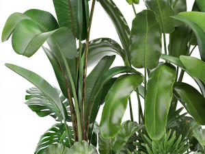 collection exotic plants Modelo 3D