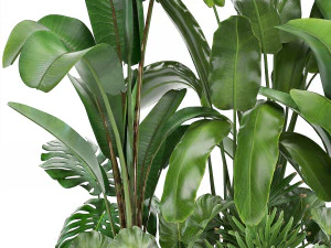 collection exotic plants 3D Model
