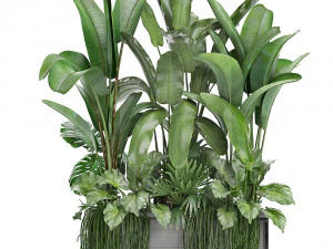 collection exotic plants 3D Model