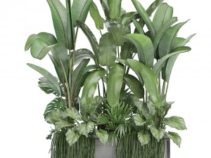 collection exotic plants 3D Model