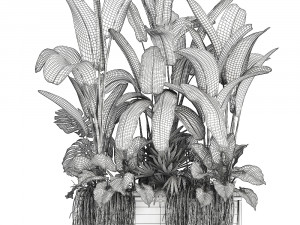 collection exotic plants Modelo 3D