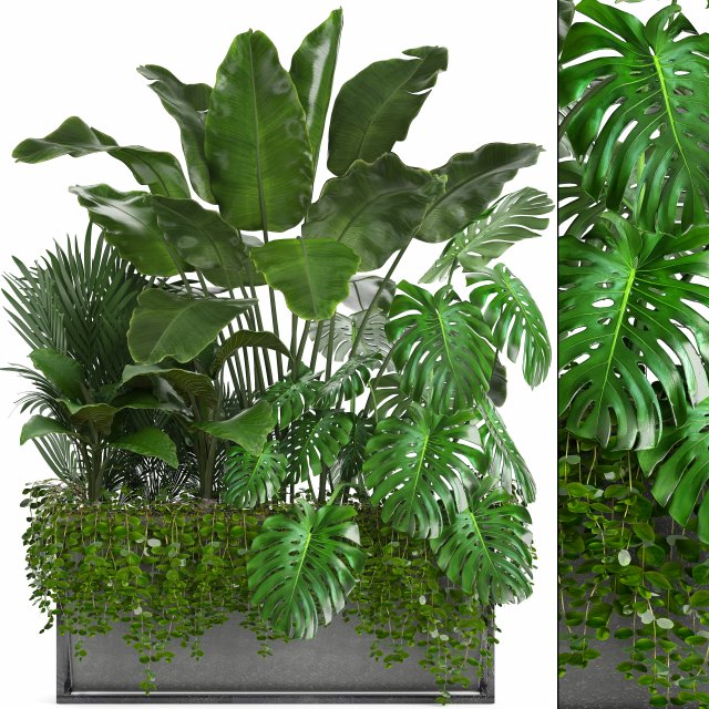 collection exotic plants 3Dモデル .c4d .max .obj .3ds .fbx .stl .blend 