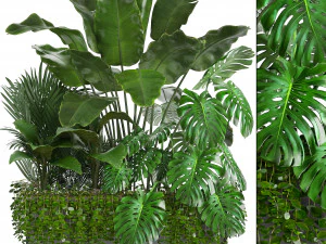 collection exotic plants 3D Model