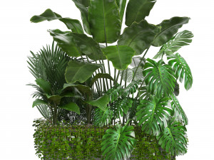 collection exotic plants 3Dモデル