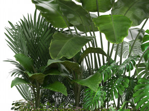collection exotic plants 3Dモデル